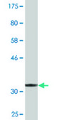 Monoclonal Anti-RBM3 antibody produced in mouse clone 4D6, purified immunoglobulin, buffered aqueous solution