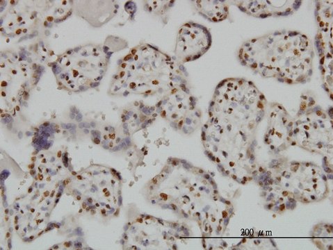 Monoclonal Anti-BAX antibody produced in mouse clone 1F5-1B7, purified immunoglobulin, buffered aqueous solution