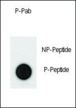 Anti-Phospho-PMAT-Y198 antibody produced in rabbit affinity isolated antibody, buffered aqueous solution