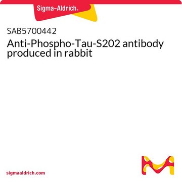 Anti-Phospho-Tau-S202 antibody produced in rabbit