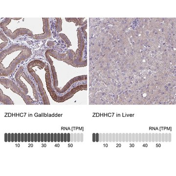 Anti-ZDHHC7 antibody produced in rabbit Prestige Antibodies&#174; Powered by Atlas Antibodies, affinity isolated antibody, buffered aqueous glycerol solution