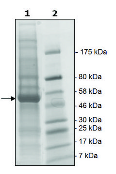 NEK2 active human recombinant, expressed in baculovirus infected Sf9 cells, &#8805;65% (SDS-PAGE)