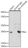 [KO Validated]Anti-Bax Antibody, clone 0Q4B3, Rabbit Monoclonal