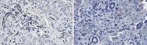 Anti-MeCP2 Antibody, clone 1L20 ZooMAb&#174; Rabbit Monoclonal recombinant, expressed in HEK 293 cells