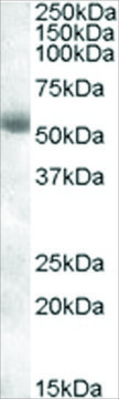 Anti-TMPRSS2 antibody produced in goat affinity isolated antibody, buffered aqueous solution