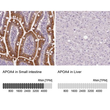 Anti-APOA4 antibody produced in rabbit Prestige Antibodies&#174; Powered by Atlas Antibodies, affinity isolated antibody, buffered aqueous glycerol solution