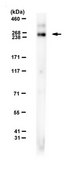 Anti-ABCA4 from rabbit, purified by affinity chromatography