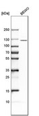 Anti-ADAMTSL4 antibody produced in rabbit Prestige Antibodies&#174; Powered by Atlas Antibodies, affinity isolated antibody, buffered aqueous glycerol solution