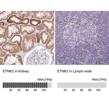 Anti-ETNK2 antibody produced in rabbit Prestige Antibodies&#174; Powered by Atlas Antibodies, affinity isolated antibody, buffered aqueous glycerol solution