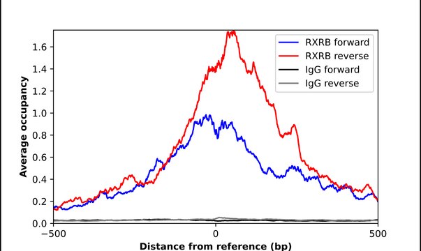 Anti-RXRB antibody produced in rabbit Prestige Antibodies&#174; Powered by Atlas Antibodies, affinity isolated antibody