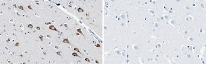 Anti-Reelin Antibody, clone 3F13 ZooMAb&#174; Rabbit Monoclonal recombinant, expressed in HEK 293 cells