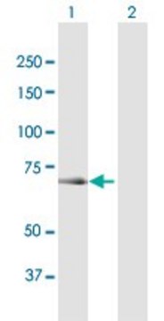Anti-OSBPL6 antibody produced in mouse purified immunoglobulin, buffered aqueous solution