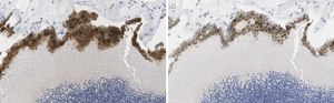 Anti-Bestrophin-1 Antibody, clone E6-6 ZooMAb&#174; Mouse Monoclonal recombinant, expressed in HEK 293 cells