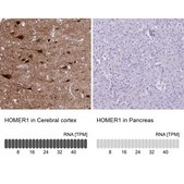Anti-HOMER1 antibody produced in rabbit Prestige Antibodies&#174; Powered by Atlas Antibodies, affinity isolated antibody, buffered aqueous glycerol solution