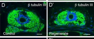 Anti-&#946;-Tubulin III antibody produced in rabbit affinity isolated antibody, buffered aqueous solution