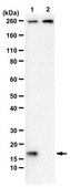 Anti-Histone H3 Antibody, K36M mutant from rabbit, purified by affinity chromatography
