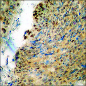 Anti-phospho-ACC1 (pSer80) antibody produced in rabbit affinity isolated antibody