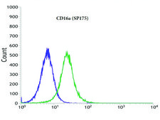 Anti-CD16A antibody, Rabbit monoclonal clone SP175, recombinant, expressed in proprietary host, affinity isolated antibody