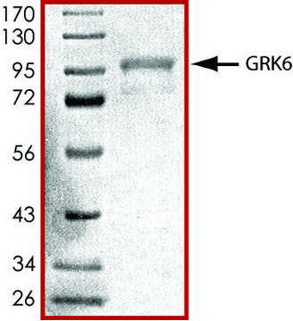 GRK6, active, GST tagged human PRECISIO&#174; Kinase, recombinant, expressed in baculovirus infected Sf9 cells, &#8805;70% (SDS-PAGE), buffered aqueous glycerol solution