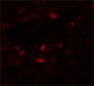 Anti-PIWI-L1 antibody produced in rabbit affinity isolated antibody, buffered aqueous solution