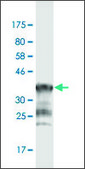 Monoclonal Anti-PCDHGA1 antibody produced in mouse clone 1D2, purified immunoglobulin, buffered aqueous solution