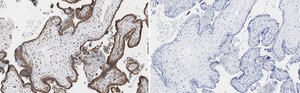 Anti-MOSPD2 Antibody, clone 3C20 ZooMAb&#174; Rabbit Monoclonal recombinant, expressed in HEK 293 cells
