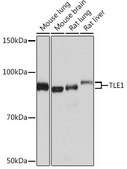 Anti-TLE1 antibody produced in rabbit