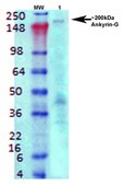 Monoclonal Anti-Ankyrin G antibody produced in mouse clone S106-20, purified immunoglobulin