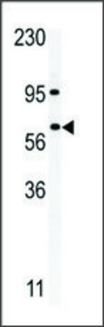 Anti-RIOK1 (C-term) antibody produced in rabbit IgG fraction of antiserum, buffered aqueous solution