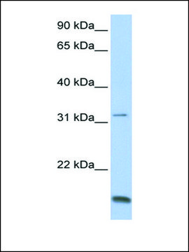 Anti-TCAP (AB1) antibody produced in rabbit affinity isolated antibody