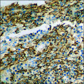 Anti-phospho-Connexin 43 (pSer368) antibody produced in rabbit affinity isolated antibody