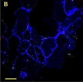 Anticorps monoclonal de souris anti-&#945;-actine de muscle lisse-Cy3&#8482; clone 1A4, purified from hybridoma cell culture