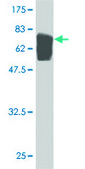 ANTI-TUBA1 antibody produced in mouse clone 1G12, purified immunoglobulin, buffered aqueous solution