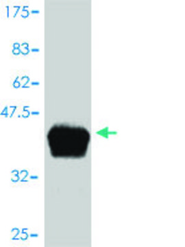 Monoclonal Anti-APOC4 antibody produced in mouse clone 3D10, purified immunoglobulin, buffered aqueous solution
