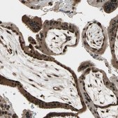 Anti-COPS5 antibody produced in rabbit Prestige Antibodies&#174; Powered by Atlas Antibodies, affinity isolated antibody, buffered aqueous glycerol solution