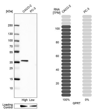 Anti-QPRT antibody produced in rabbit Prestige Antibodies&#174; Powered by Atlas Antibodies, affinity isolated antibody, buffered aqueous glycerol solution