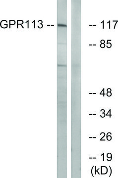 Anti-GPR113 antibody produced in rabbit affinity isolated antibody