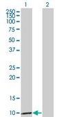 Monoclonal Anti-CCL3 antibody produced in mouse clone 4E7, purified immunoglobulin, buffered aqueous solution