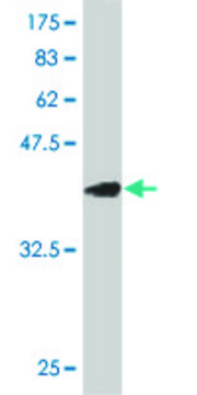 ANTI-EGR1 antibody produced in mouse clone 4G7, purified immunoglobulin, buffered aqueous solution