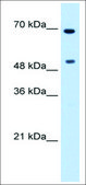 Anti-MYC affinity isolated antibody