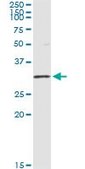 Monoclonal Anti-OLIG1 antibody produced in mouse clone 2A4, purified immunoglobulin, buffered aqueous solution