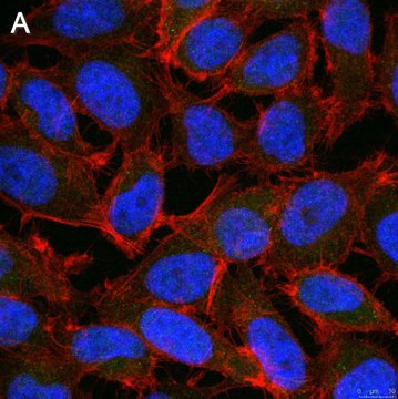 Anti-ALKBH5 Antibody, clone 6G7 ZooMAb&#174; Rabbit Monoclonal recombinant, expressed in HEK 293 cells