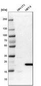 Anti-FAM213A antibody produced in rabbit Prestige Antibodies&#174; Powered by Atlas Antibodies, affinity isolated antibody, buffered aqueous glycerol solution