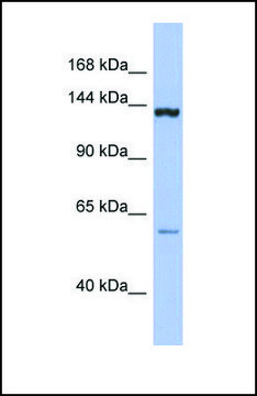 Anti-DHX34 antibody produced in rabbit affinity isolated antibody