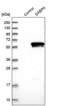 Anti-GABPA antibody produced in rabbit Prestige Antibodies&#174; Powered by Atlas Antibodies, affinity isolated antibody, buffered aqueous glycerol solution