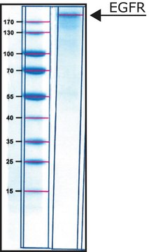 Epidermal Growth Factor Receptor human lyophilized powder, &#8805;15,000&#160;units/mg protein (Bradford)