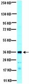 Anti-I&#954;B&#945; Antibody serum, from rabbit