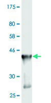 Monoclonal Anti-GADD45G antibody produced in mouse clone 1G10, purified immunoglobulin, buffered aqueous solution