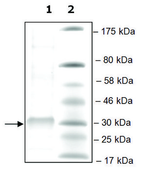 PLA2G12B human recombinant, expressed in mammalian cells, &#8805;60% (SDS-PAGE)