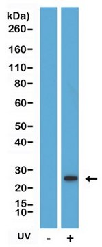 Anti-Cleaved Caspase 8 Rabbit Monoclonal Antibody clone RM442, affinity purified immunoglobulin